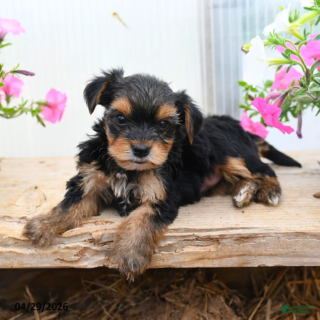 Morkie dogs for sale: Edward - Ad 1