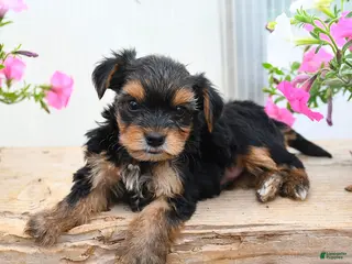 Morkie dogs for sale: Edward - Ad 3