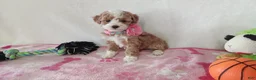 Cavapoo dogs for sale: Pinky  - Ad 2