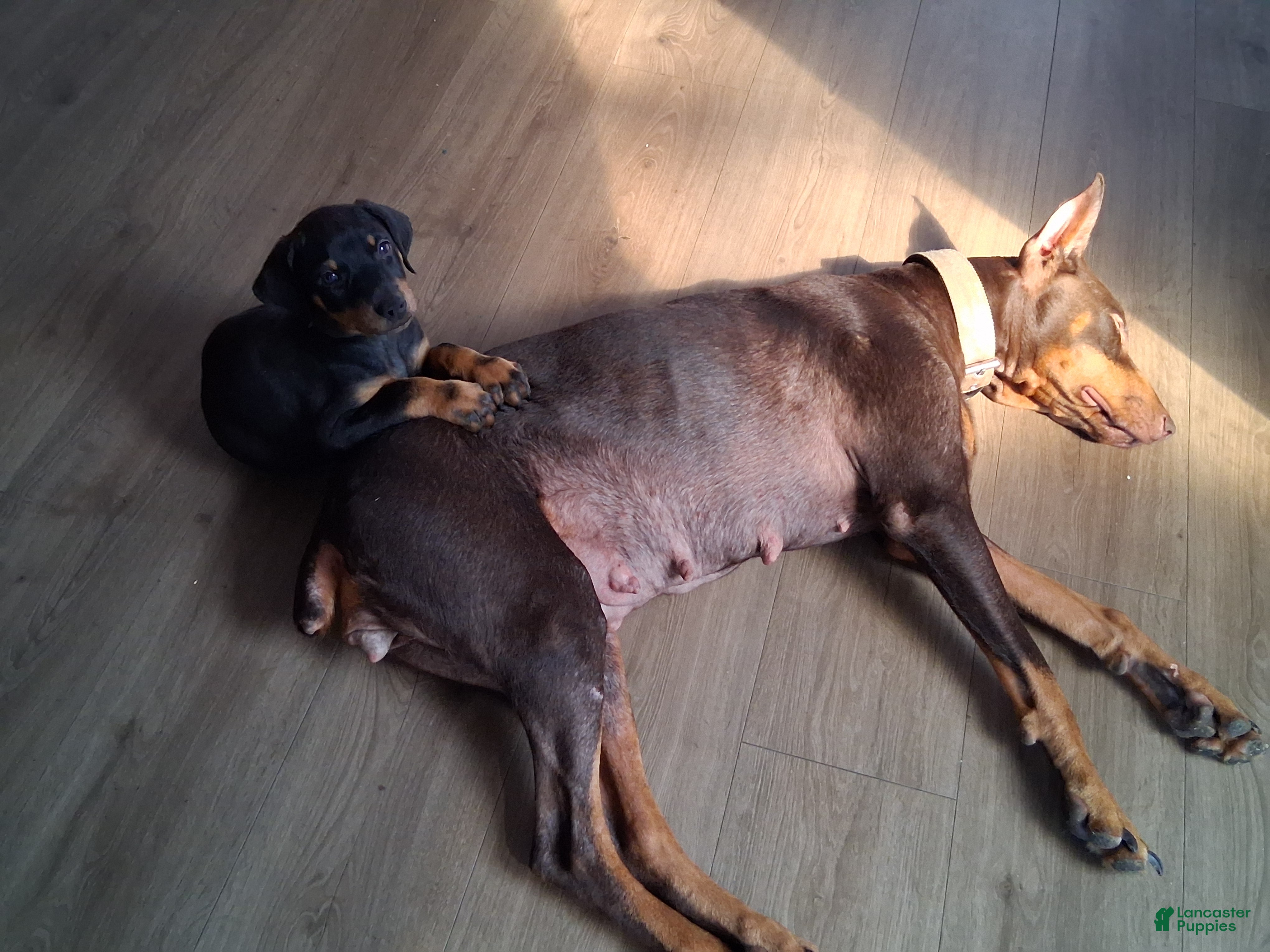 Doberman Pinscher dogs Doberman Pinscher Puppy 2 - Ad 15