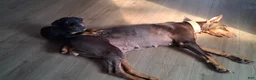 Doberman Pinscher dogs for sale: Doberman Pinscher Puppy 2 - Ad 1