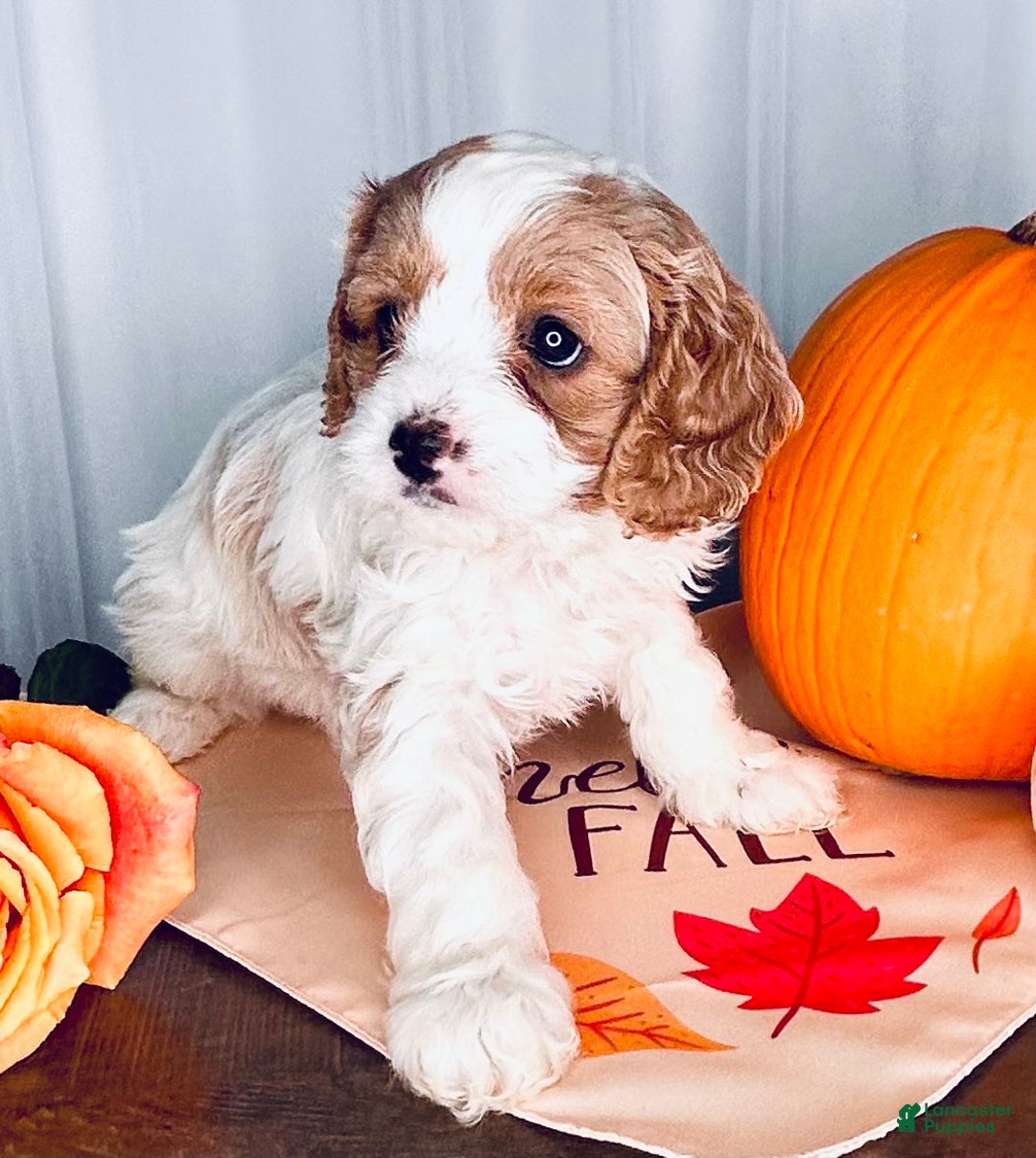 Cavapoo dogs for sale: Piper - Ad 8