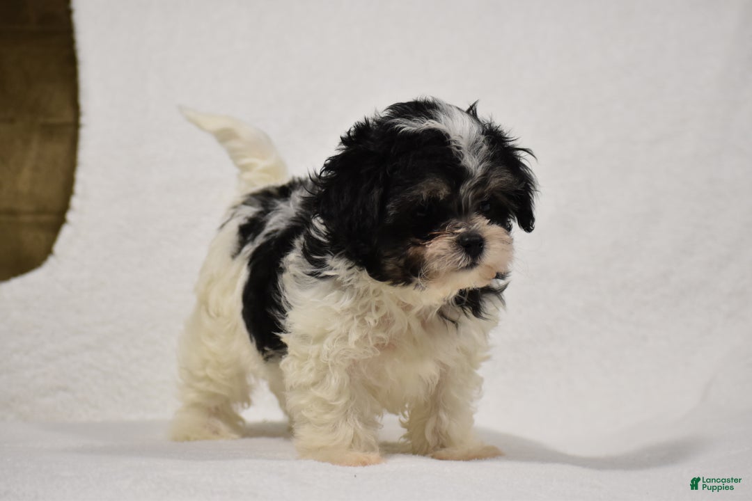Maltipoo dogs for sale: Benny - Ad 12