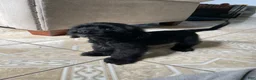 Cocker Spaniel dogs for sale: Steve - Ad 4
