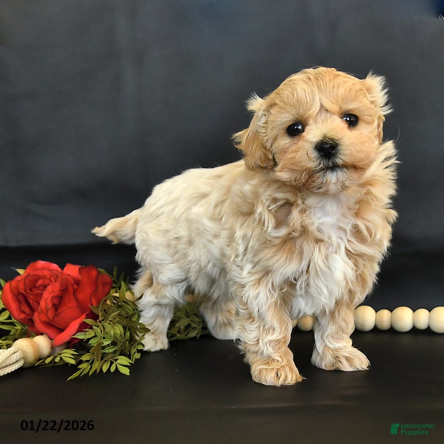 Maltipoo dogs Macie - Ad 25