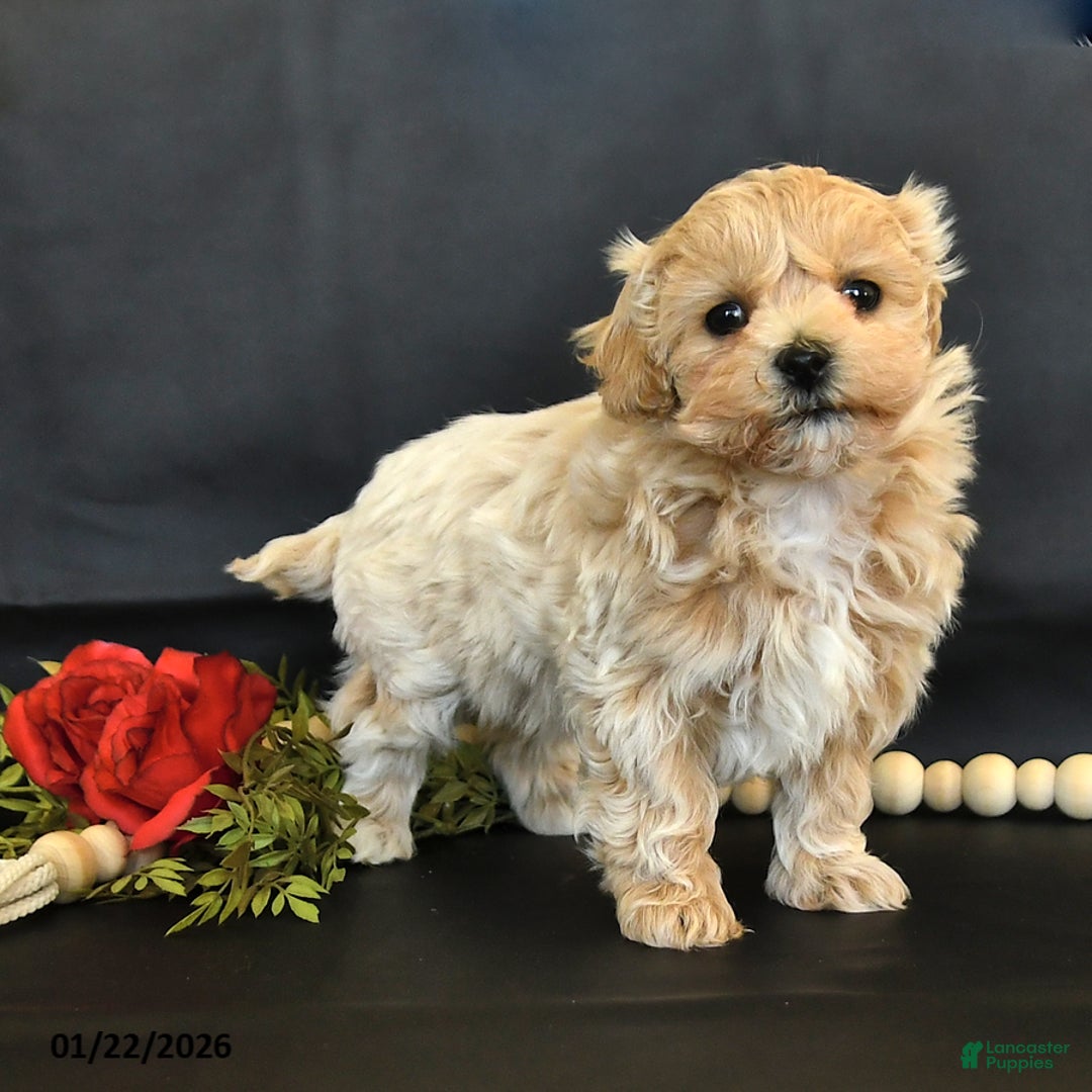 Maltipoo dogs for sale: Macie - Ad 3