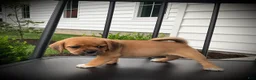 Puggle dogs for sale: Scarlet  - Ad 4
