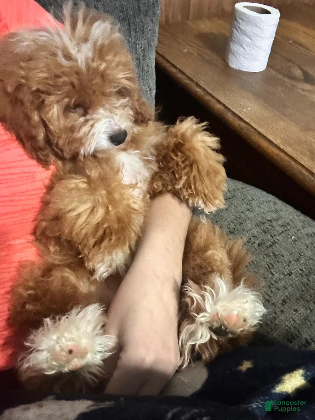 Mini Goldendoodle dogs for sale: Adeline  - Ad 2