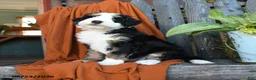 Bernedoodle dogs for sale: Queso - Ad 5