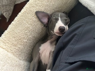 Italian Greyhound dogs Italian Greyhound Puppy 1 - Ad 26