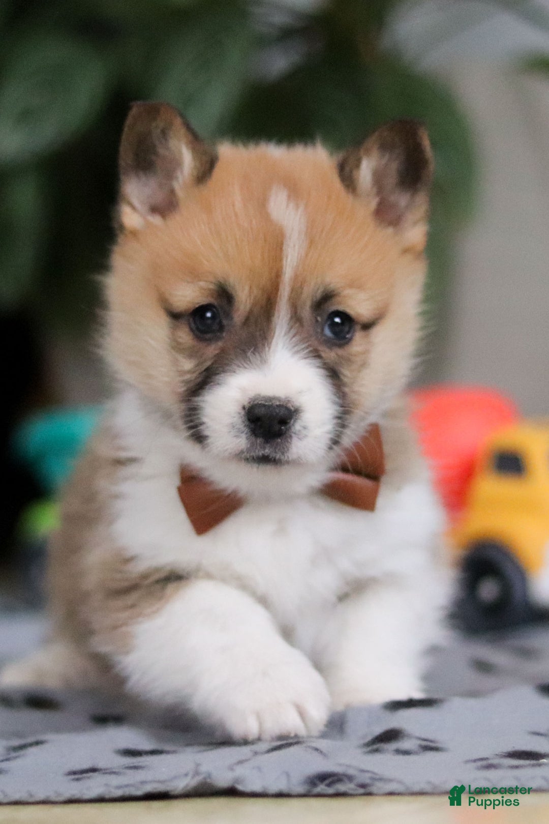 Welsh Corgi Pembroke dogs for sale: Ethan - Ad 6