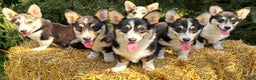 Welsh Corgi Pembroke dogs for sale: Bonnie Sue - Ad 20
