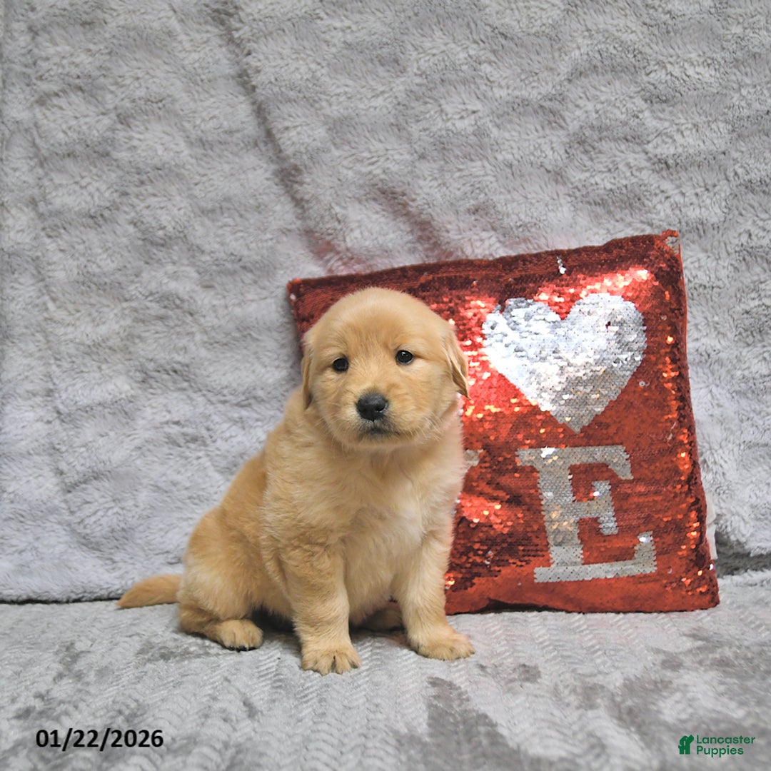 Golden Retriever dogs for sale: Lacey - Ad 4
