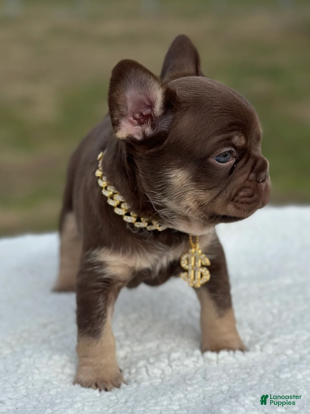 French Bulldog dogs for sale: Monaco - Ad 2