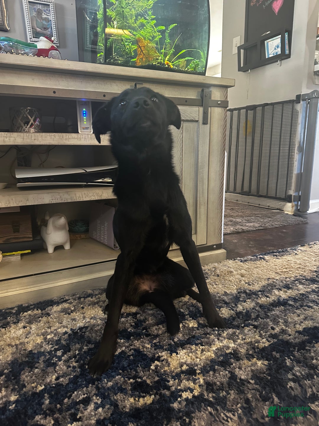 Mixed Breed dogs for sale: Mixed Breed Puppy 1 - Ad 2