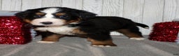 Bernese Mountain Dog dogs for sale: Luna - Ad 3