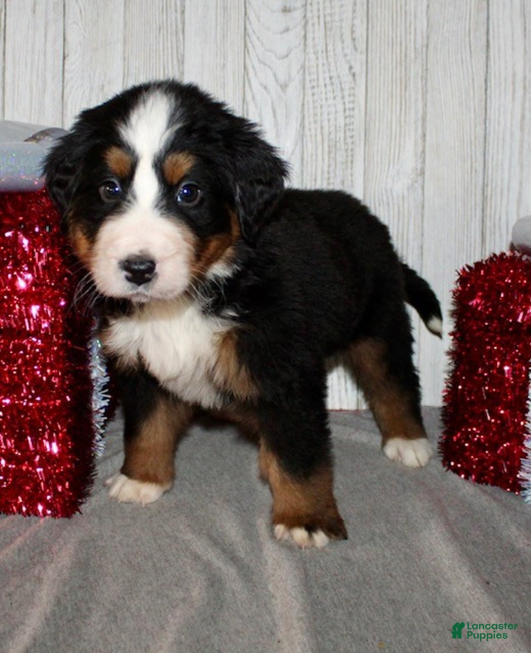Bernese Mountain Dog dogs for sale: Luna - Ad 3
