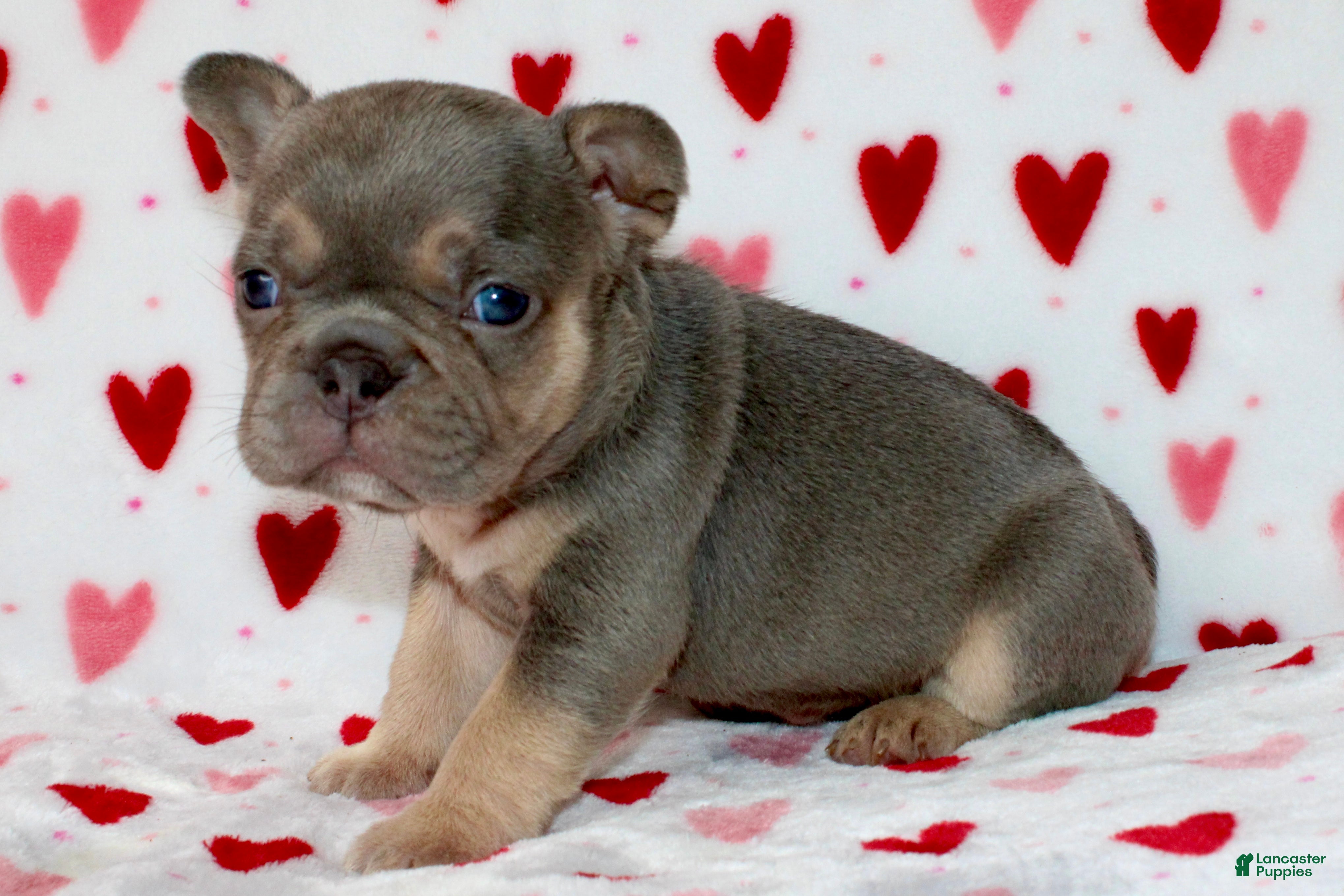 French Bulldog dogs Bella  - Ad 40
