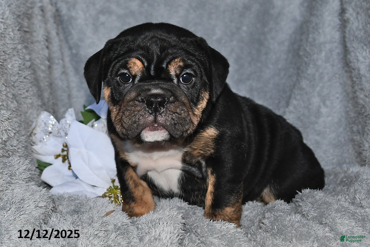 English Bulldog dogs Sherri - Ad 21