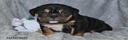 English Bulldog dogs for sale: Sherri - Ad 1