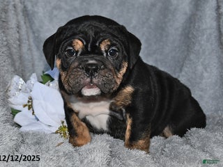English Bulldog dogs Sherri - Ad 36