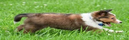 Shetland Sheepdog dogs for sale: Kevin - Ad 10