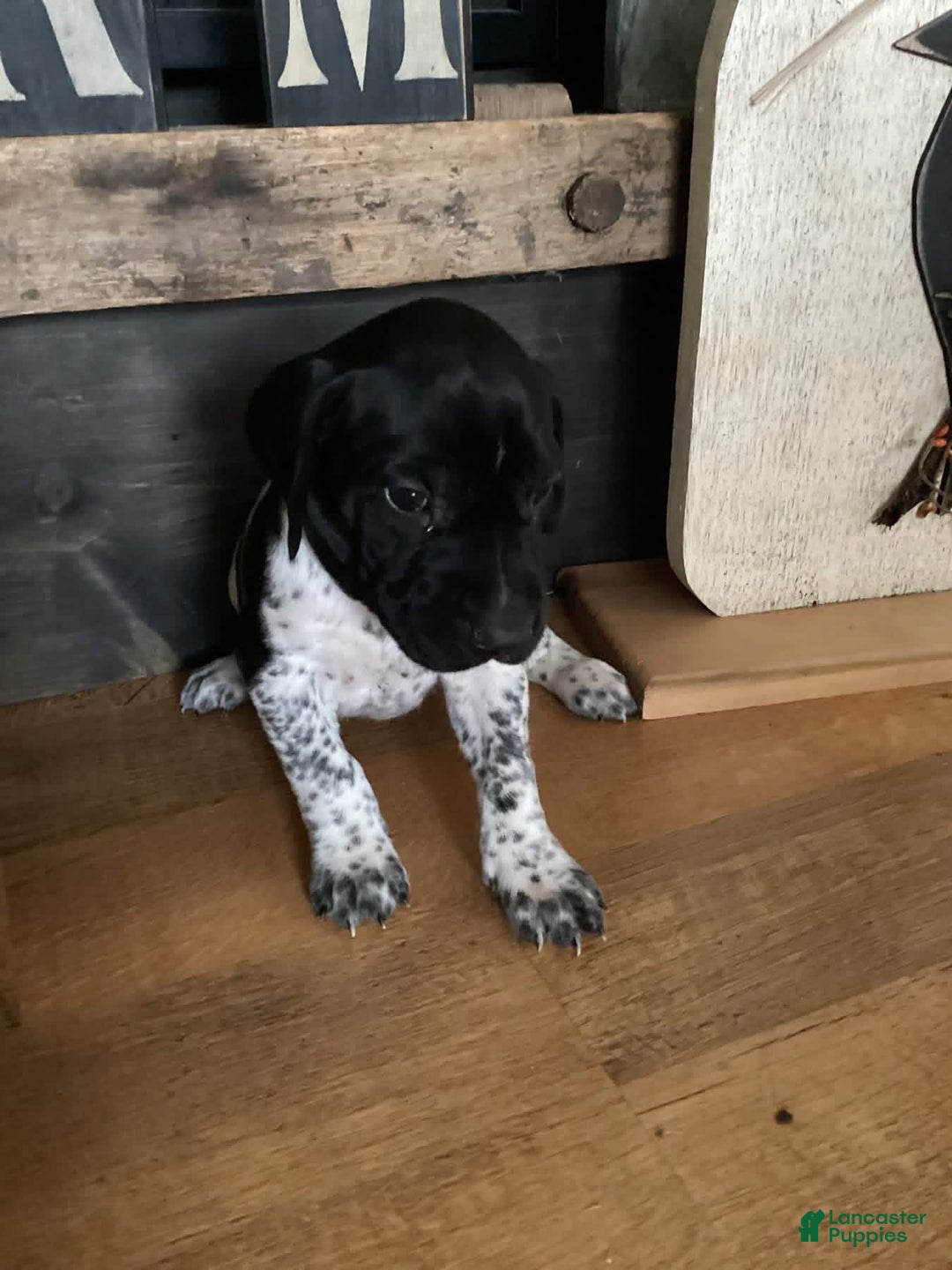 German Shorthaired Pointer dogs for sale: German Shorthaired Pointer Puppy 1 - Ad 2