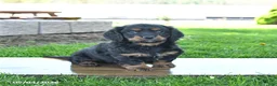 Mixed Breed dogs for sale: Bucky - Ad 1
