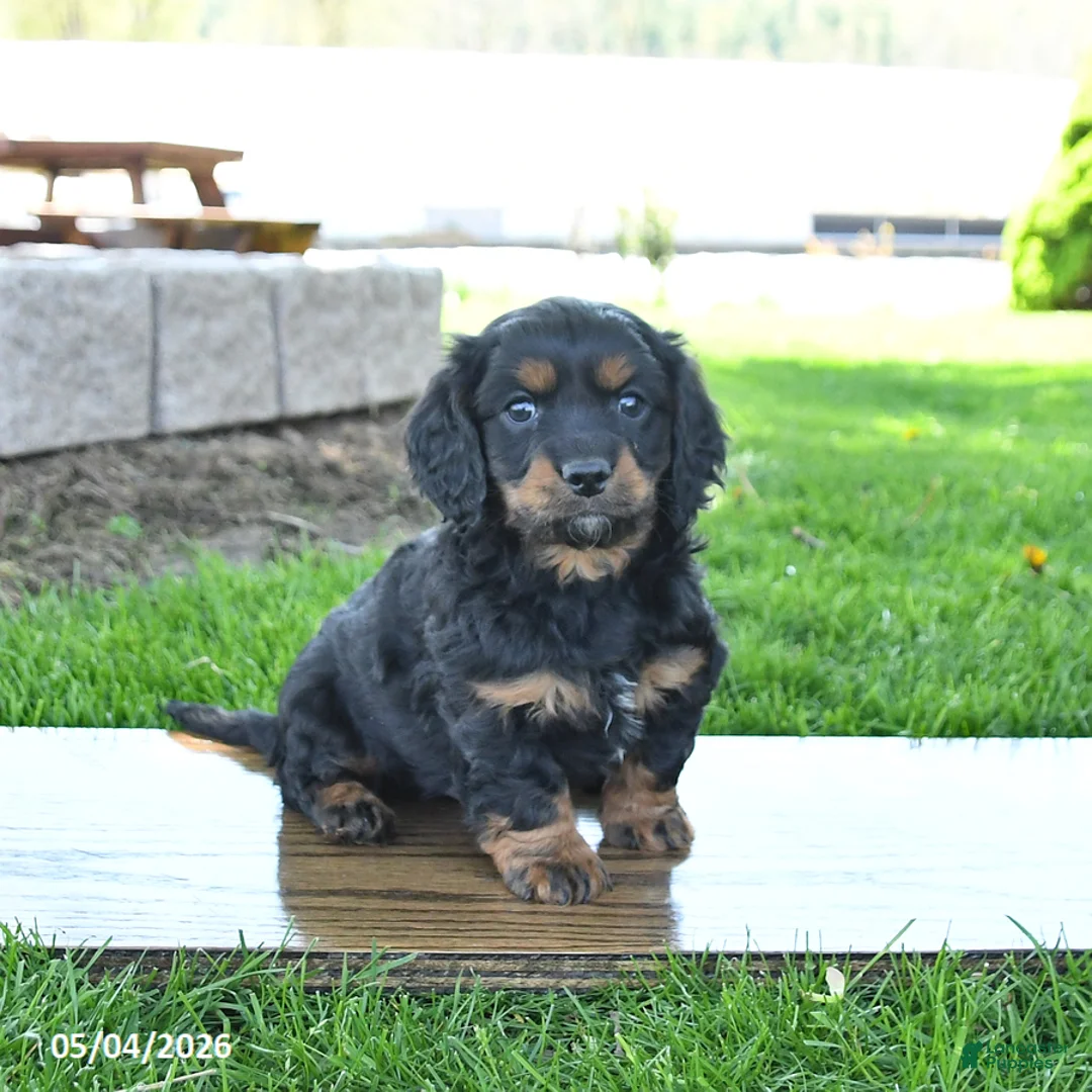 Mixed Breed dogs for sale: Bucky - Ad 1