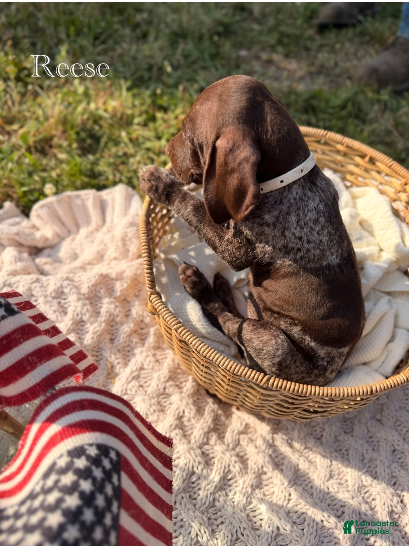 German Shorthaired Pointer dogs Reese - Ad 1