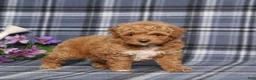Miniature Poodle dogs for sale: Trina - Ad 4