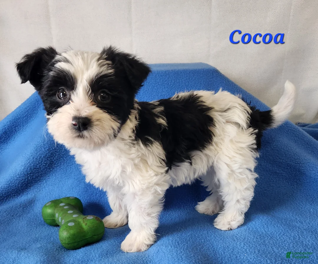 Yochon dogs for sale: Cocoa - Ad 1