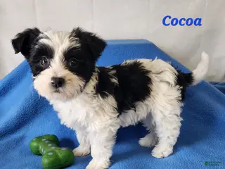 Yochon dogs for sale: Cocoa - Ad 3