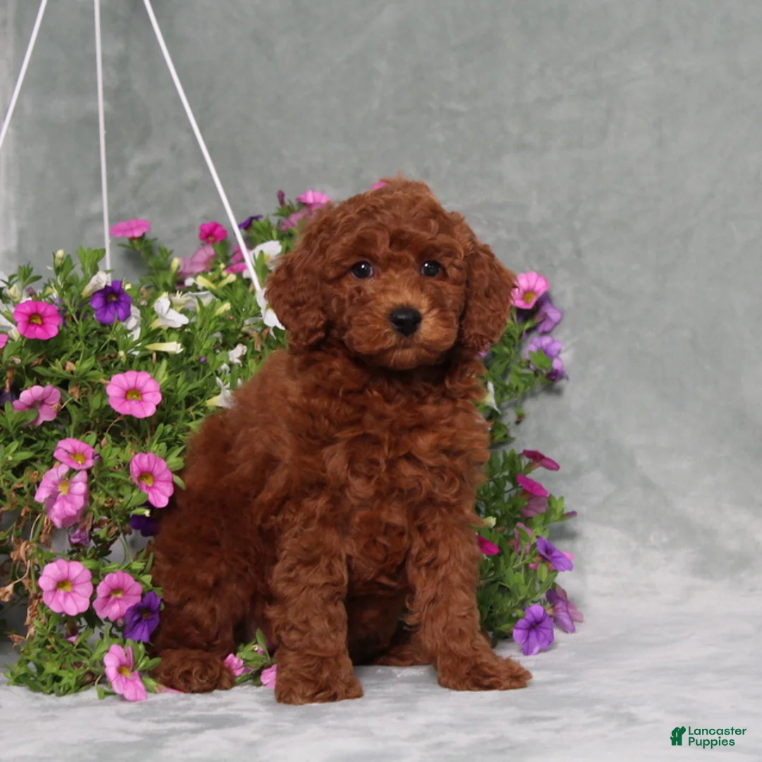Miniature Poodle dogs for sale: Destiny - Ad 1