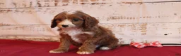 Cavapoo dogs for sale: Kole - Ad 3