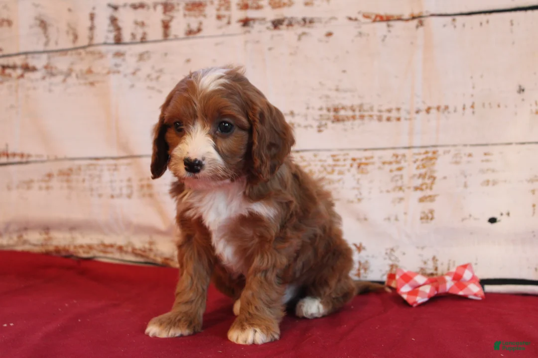Cavapoo dogs for sale: Kole - Ad 3