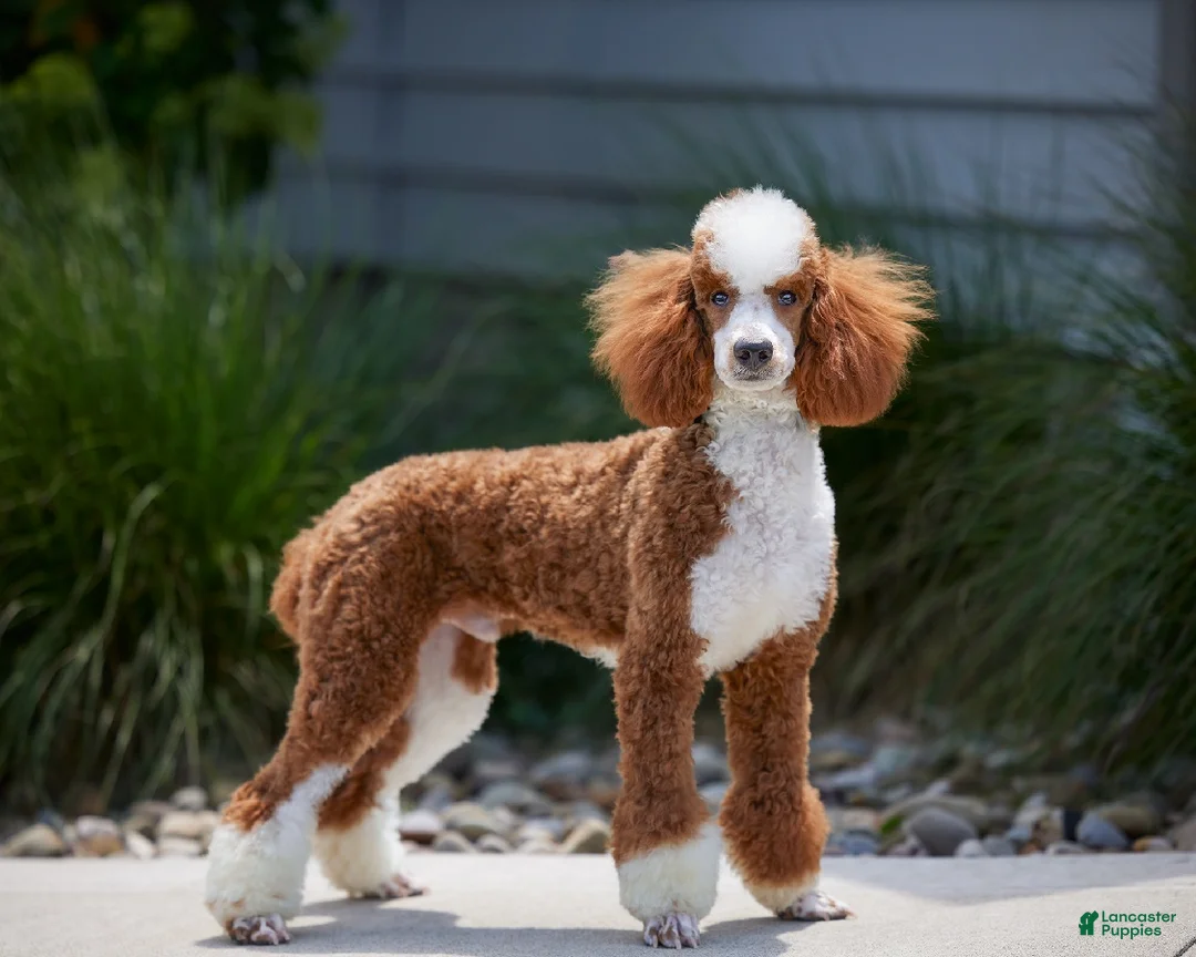 Mini Goldendoodle dogs for sale: Milo - Ad 9