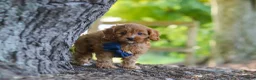 Cavapoo dogs for sale: Kobe - Ad 10