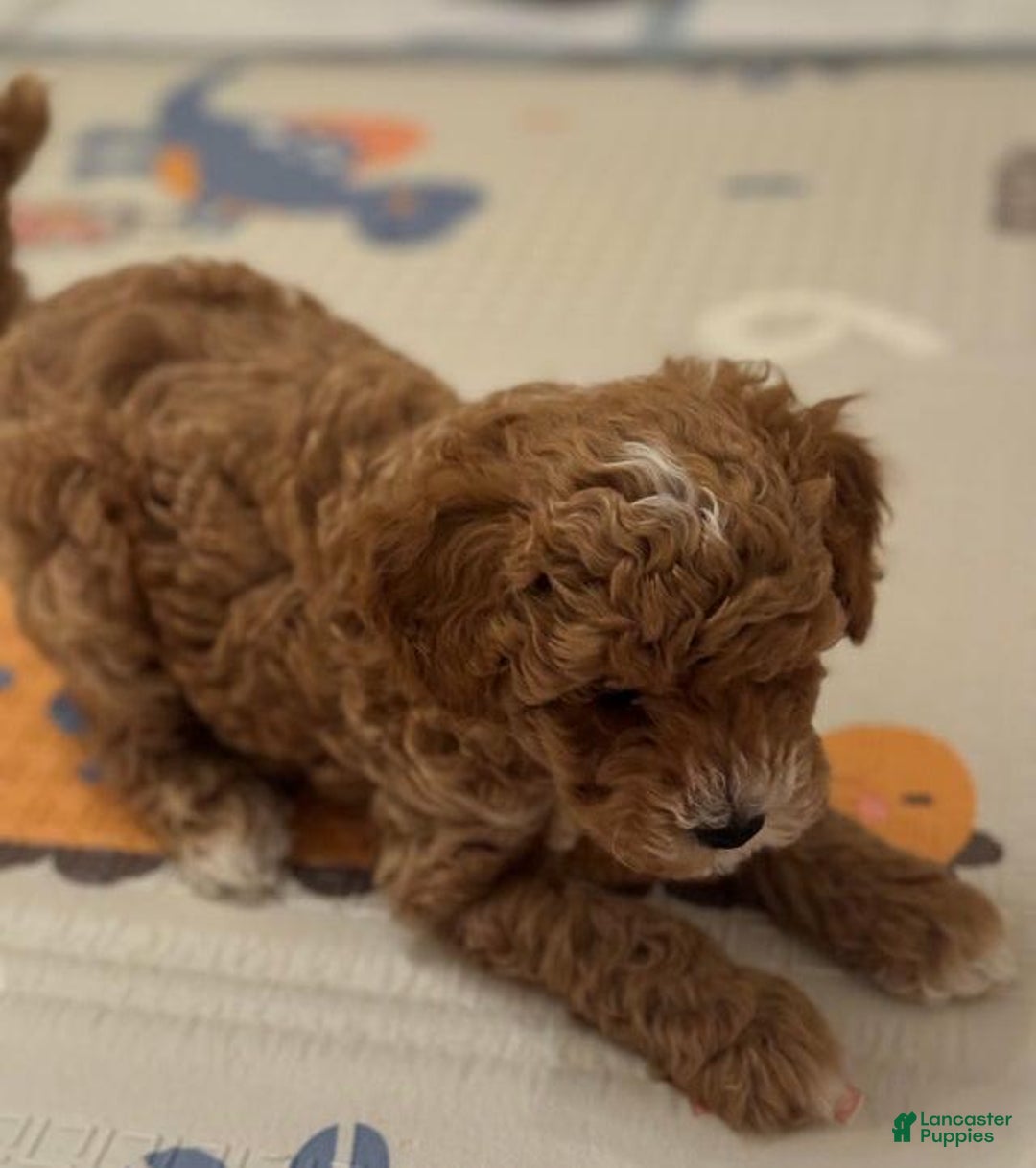 Maltipoo dogs for sale: Ciri - Ad 3