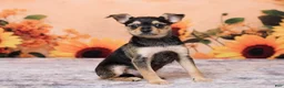 Chihuahua dogs for sale: Sally - Ad 3