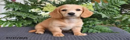 Miniature Dachshund dogs for sale: Tanner - Ad 3