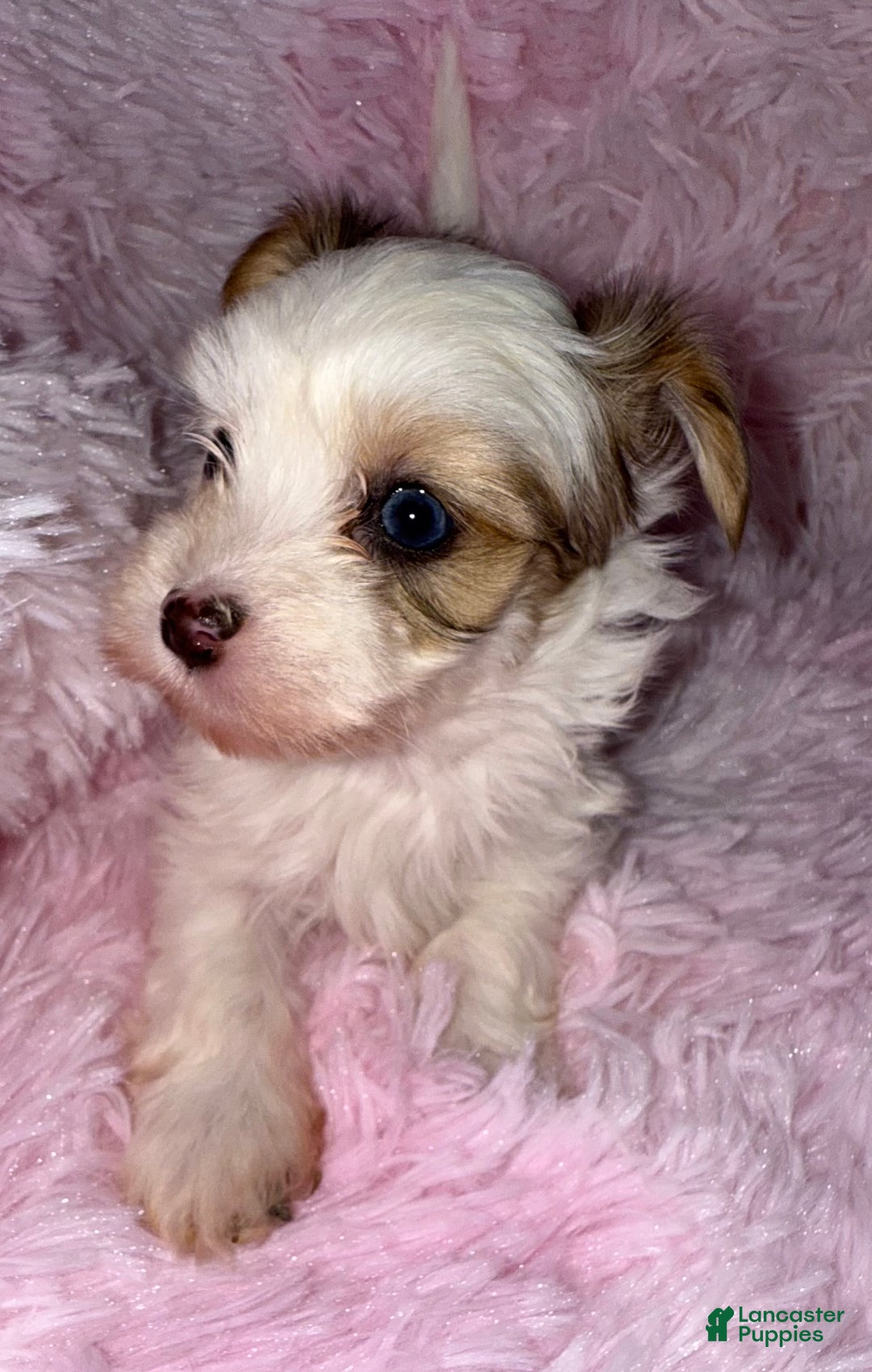 Yorkshire Terrier dogs for sale: Diamond  - Ad 4