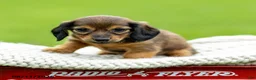 Miniature Dachshund dogs for sale: Bailey - Ad 3