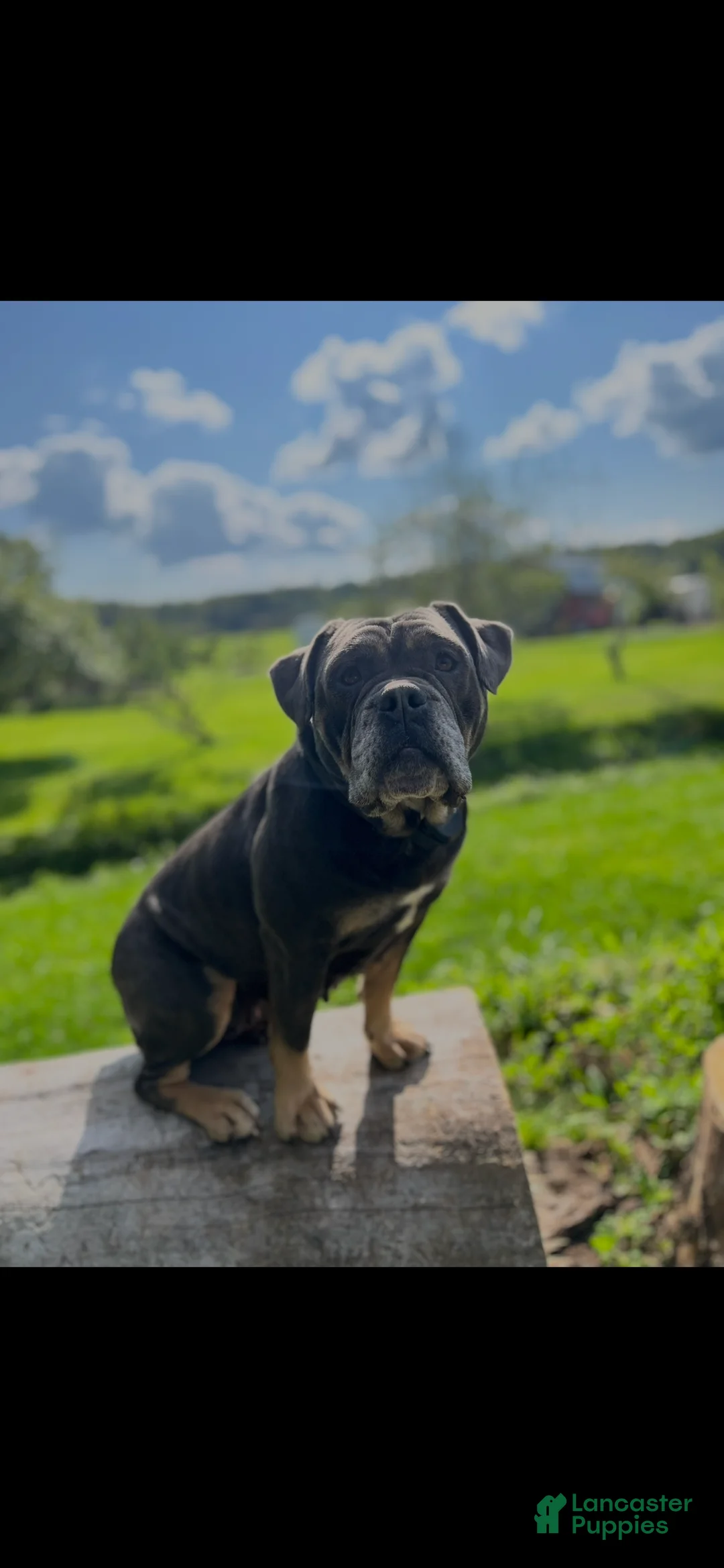 Olde English Bulldogge dogs for sale: Olde English Bulldogge Puppy 1 - Ad 2