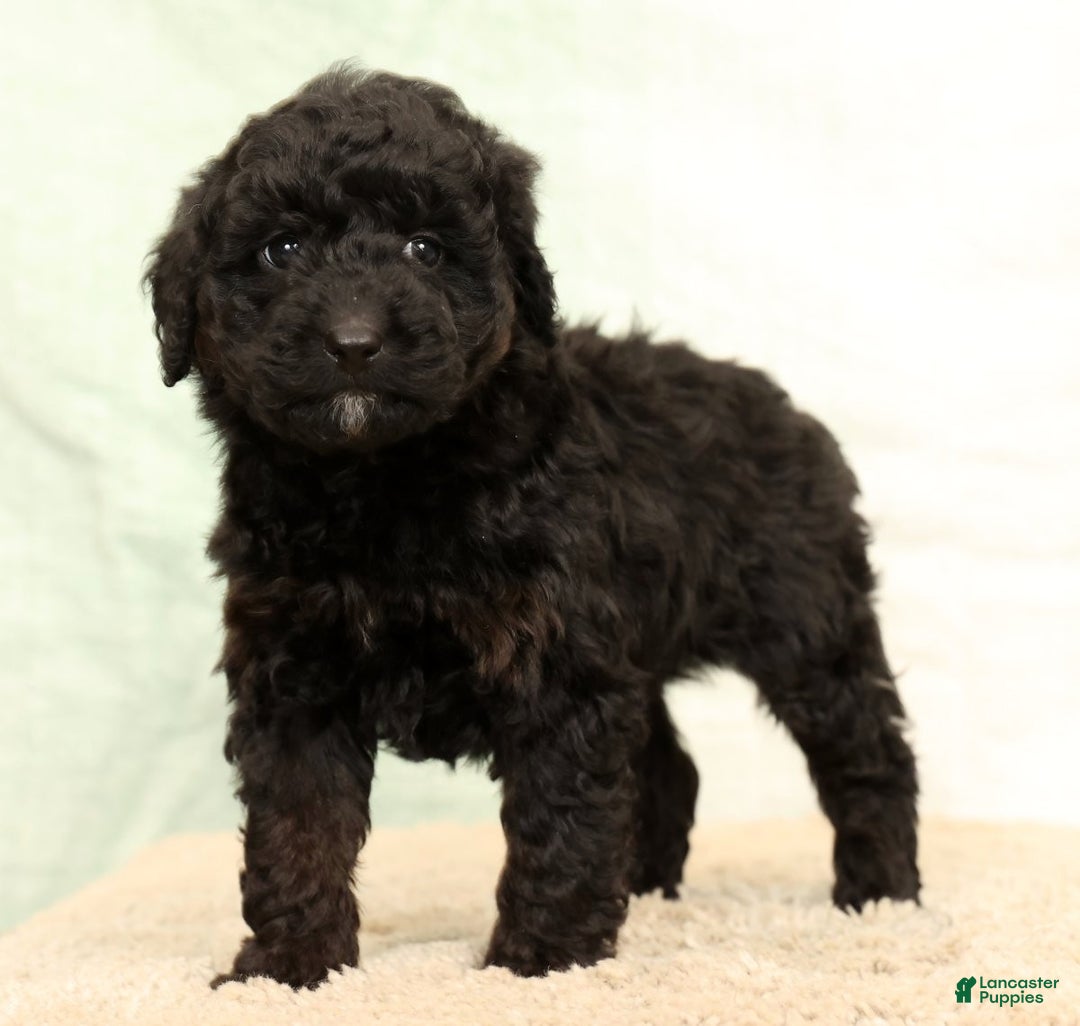 Mini Aussiedoodle dogs for sale: Benny - Ad 6