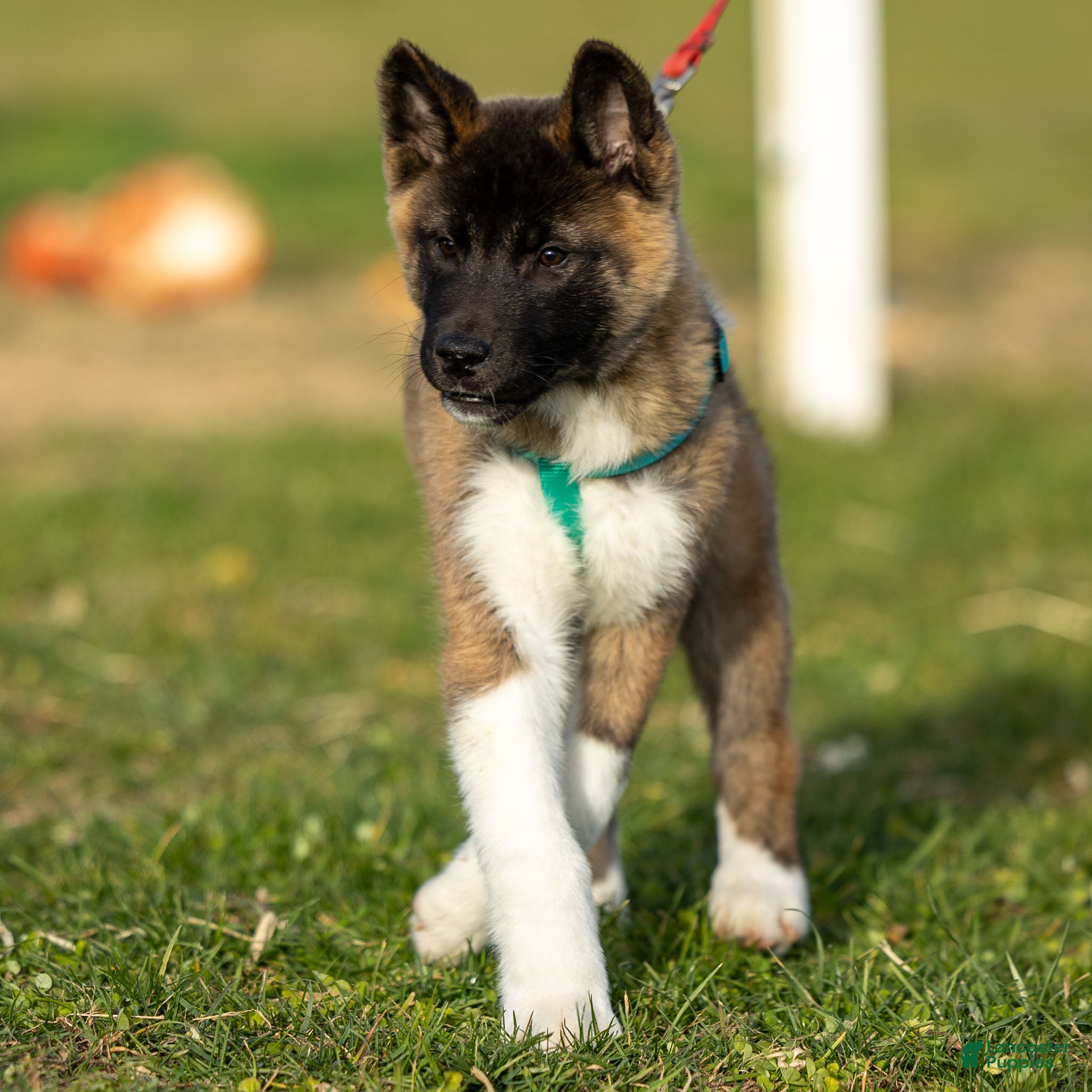 Akita dogs Panzer Jr. - Ad 3