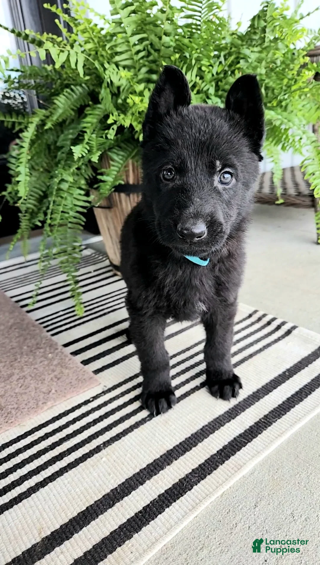 German Shepherd dogs for sale: River - Ad 2