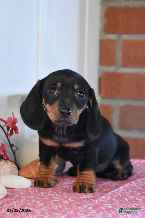 Miniature Dachshund dogs Audrey - Ad 1