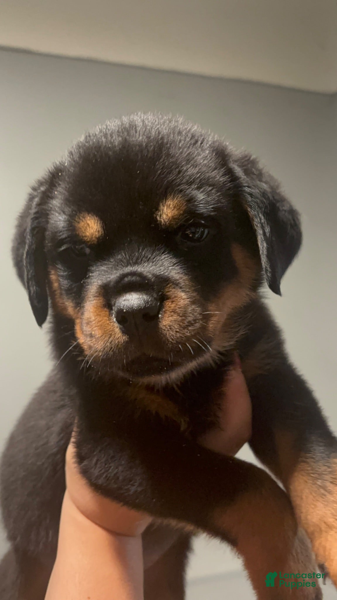 Rottweiler dogs Rottweiler 1 - Ad 1