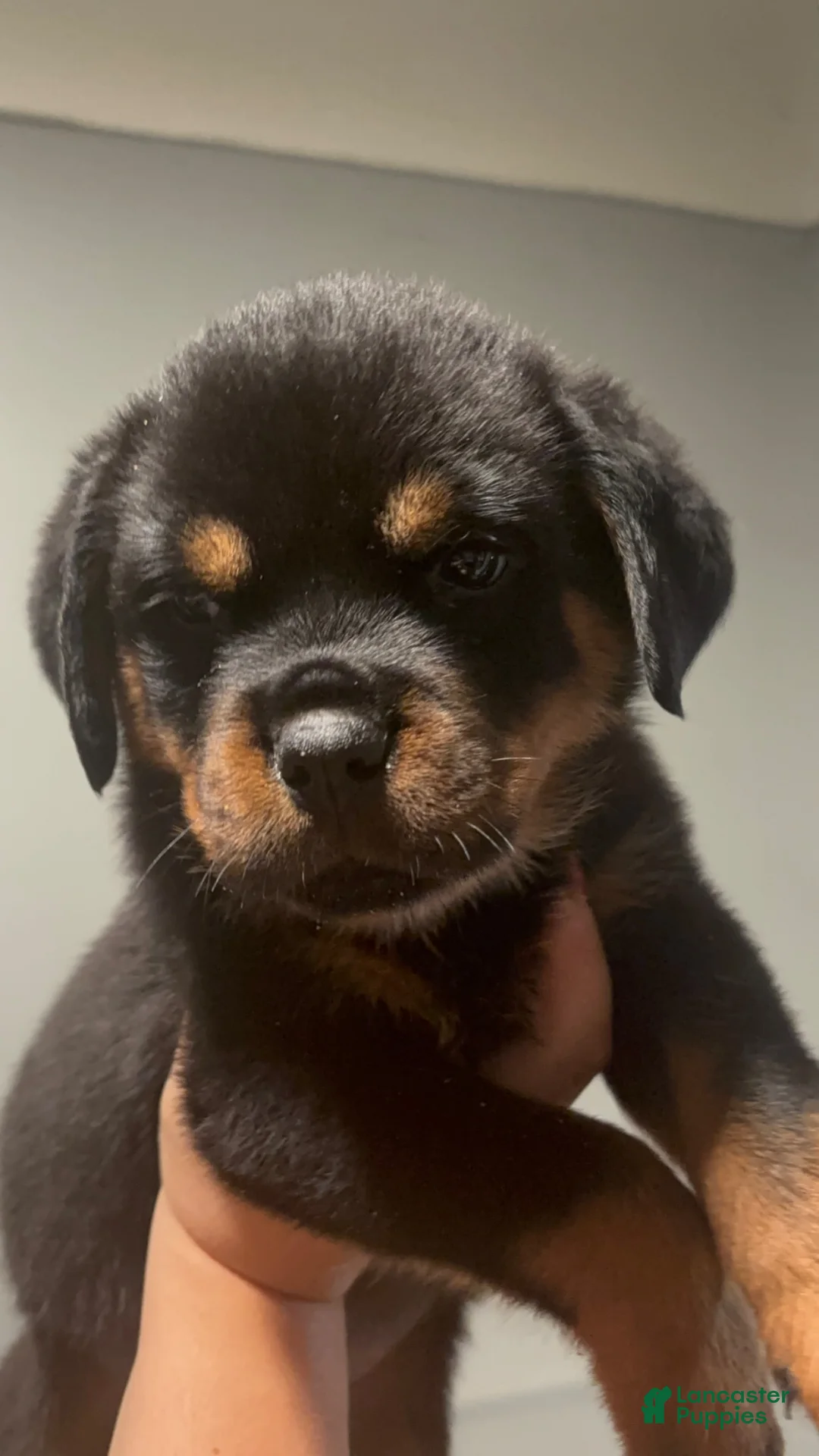 Rottweiler dogs for sale: Rottweiler 1 - Ad 1